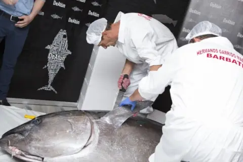 Profesionales realizan el ronqueo de un atún gigante, mostrando su destreza en el corte.