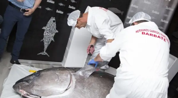 Profesionales realizan el ronqueo de un atún gigante, mostrando su destreza en el corte.